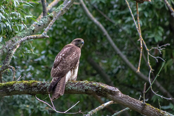 A Red Tailed Hawk in a San Francisco Bay Are Park