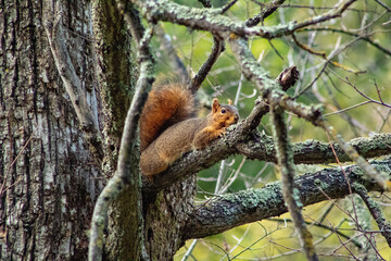 A Fox Squirrel making the rounds in the tree tops