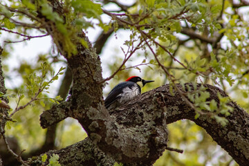 A red headed Acorn Wood Pecker in a tree
