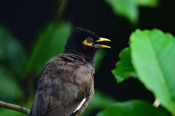 Myna.
Spiky hair