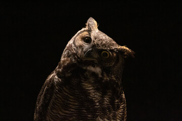 A curious Great Horned Owl in the dark