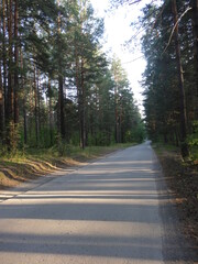 Obraz premium tree shadows on the road