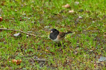 A a Dark Eyed Junco among the blades of grass