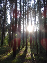 Obraz premium The sun's rays break through the trees of the forest