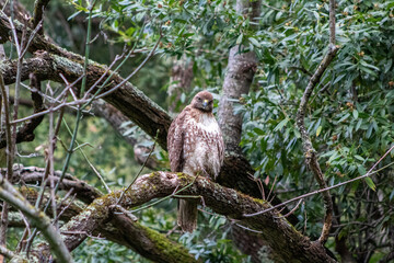 A Red Tailed Hawk in a San Francisco Bay Are Park