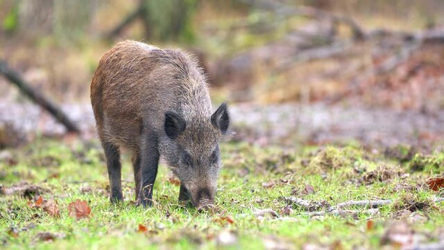 Closeup young wild boar Sus scrofa calm piggy looking for nutriment in dark woods. Wildlife tranquil scene of long furry animal. Strong nose and well smell sense to search food in omnivorous mammal