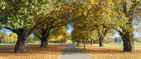 Tree Lined Path in Hagley Park, Christchurch, New Zealand