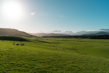 Fototapeta premium Farmland full of sheep with hills and mountains on a clear sunny day