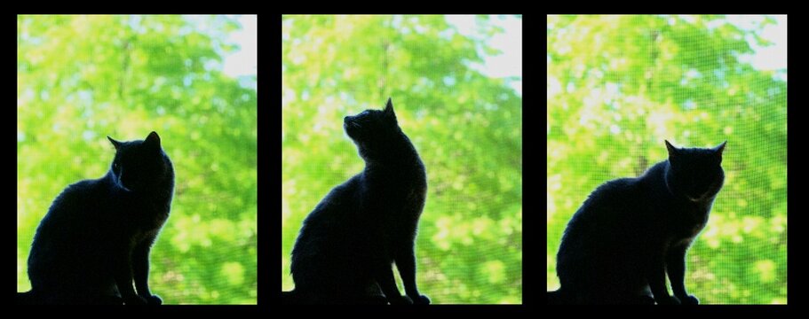 Abstract Triptych - Cat Silhouetted Against Green Foliage Through A Window Screen