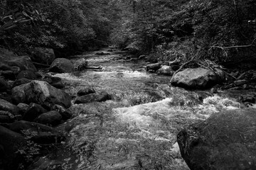 river in the forest