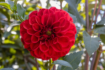 Dalia