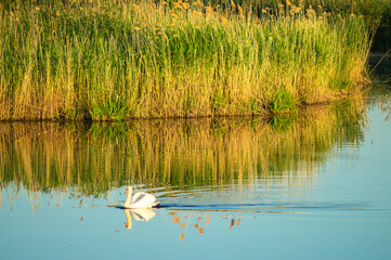 white swan on the lake