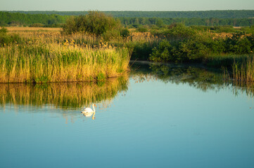 white swan on the lake