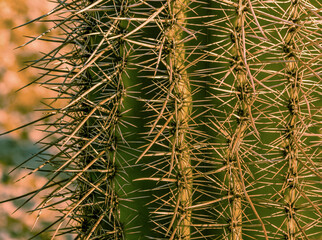 A close-up of a Saguaro Cactus from the Phoenix Mountain Preserve.