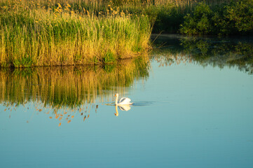 white swan on the lake