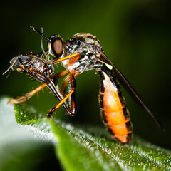 mouche carnivore