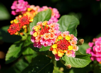 Mixed colors of Lantana Camara flowers in yellow, pink and orange