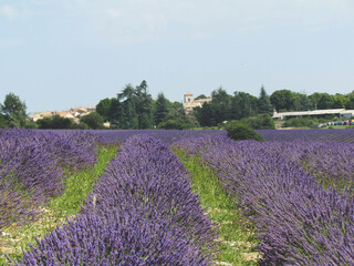 Plakat Landscape view of Lavender field at Sault City, Country of lavender in Provence, France
