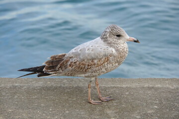A herring seagull with brown and white feathers