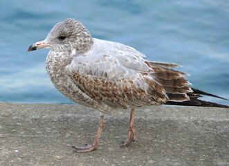 A herring seagull with brown and white feathers