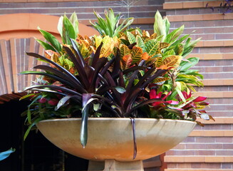 A large Croton plant inside a big flowering pot