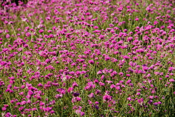 A field of Globe Amaranth purple flowers