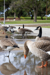 multiple goose hanging around the puddles by the lake at alondra park torrance california 