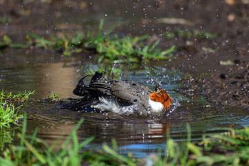 red-crested cardinal (Paroaria coronata) taking a bath