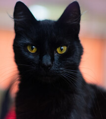 Cat looking at you serious