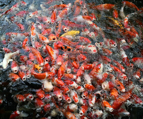 Many brightly colored koi fish in the pond
