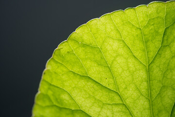 close up Gotu kola (Centella asiatica) leaves  isolated on black background