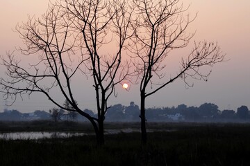 Obraz na płótnie Canvas The sun set behind a dry tree in the evening.