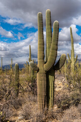a couple of saguaro cactus standing close to each other with synchronized arm, looking like a...