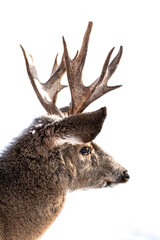 Beautiful mule deer side on head with eyes, ears and snow on it's face in the winter time. Wild, Canadian deers. Male with antlers and snowy covered back on white background. 