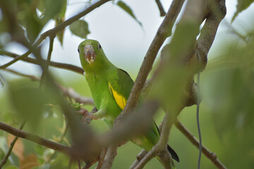 Yellow-chevroned parakeet (brotogeris chiriri), feeding on a kurrajong tree