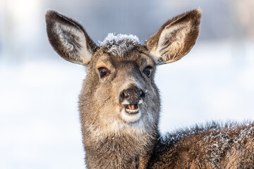 Beautiful female mule deer close up head with eyes, ears and snow on it's face in the winter time. Wild, Canadian deers. Mouth open and teeth showing, looks like she is smiling. 