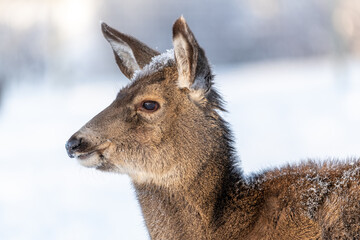 Beautiful female mule deer close up head with eyes, ears and snow on it's face in the winter time. Wild, Canadian deers. 