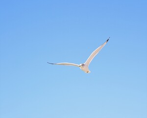 A Beautiful Seagull in Flight Over Laguna Beach in Panama City Beach, Florida