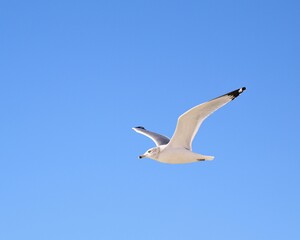 Fototapeta na wymiar A Beautiful Seagull in Flight Over Laguna Beach in Panama City Beach, Florida