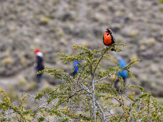 long-tailed meadowlark singing with hikers