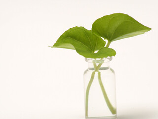 Picture of Typhonium flagelliforme, plant that contain anti cancer substance, shoot on white...