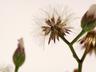 Picture of Asian Ironweed or Cyanthillium cinereum's seed that look like dandelion, soot on a white isolated background