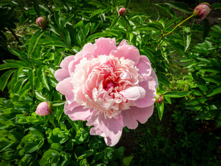 Beatuful flowering peony or paeony (Paeonia).  Plants and nature.