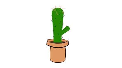 cactus in a pot
