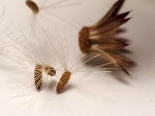 Picture of Asian Ironweed or Cyanthillium cinereum's seed that look like dandelion, soot on a white isolated background