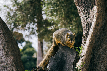squirrel in tree
