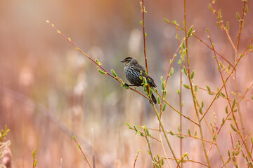 bird on a branch
