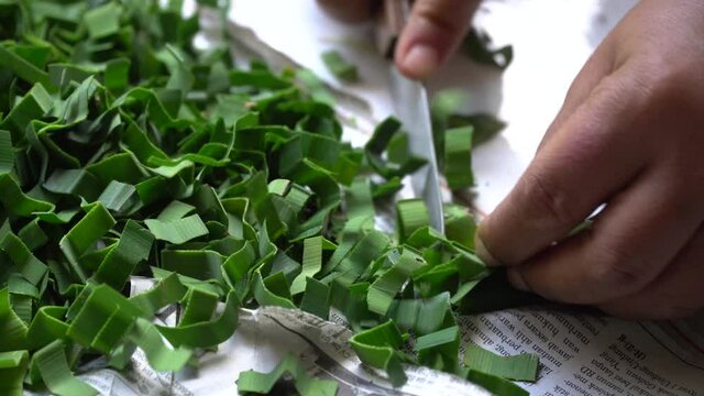 Indonesian woman cuts pandan leaves using a knife on a newspaper base