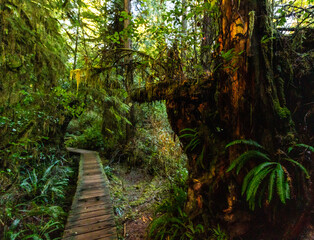 A moss covered wooden path winds through the temperate rainforest of Vancouver Island