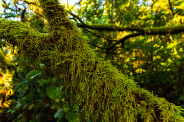 Fototapeta premium Moss blankets a tree branch in the temperate rainforest